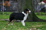 BERGER AUSTRALIEN 941